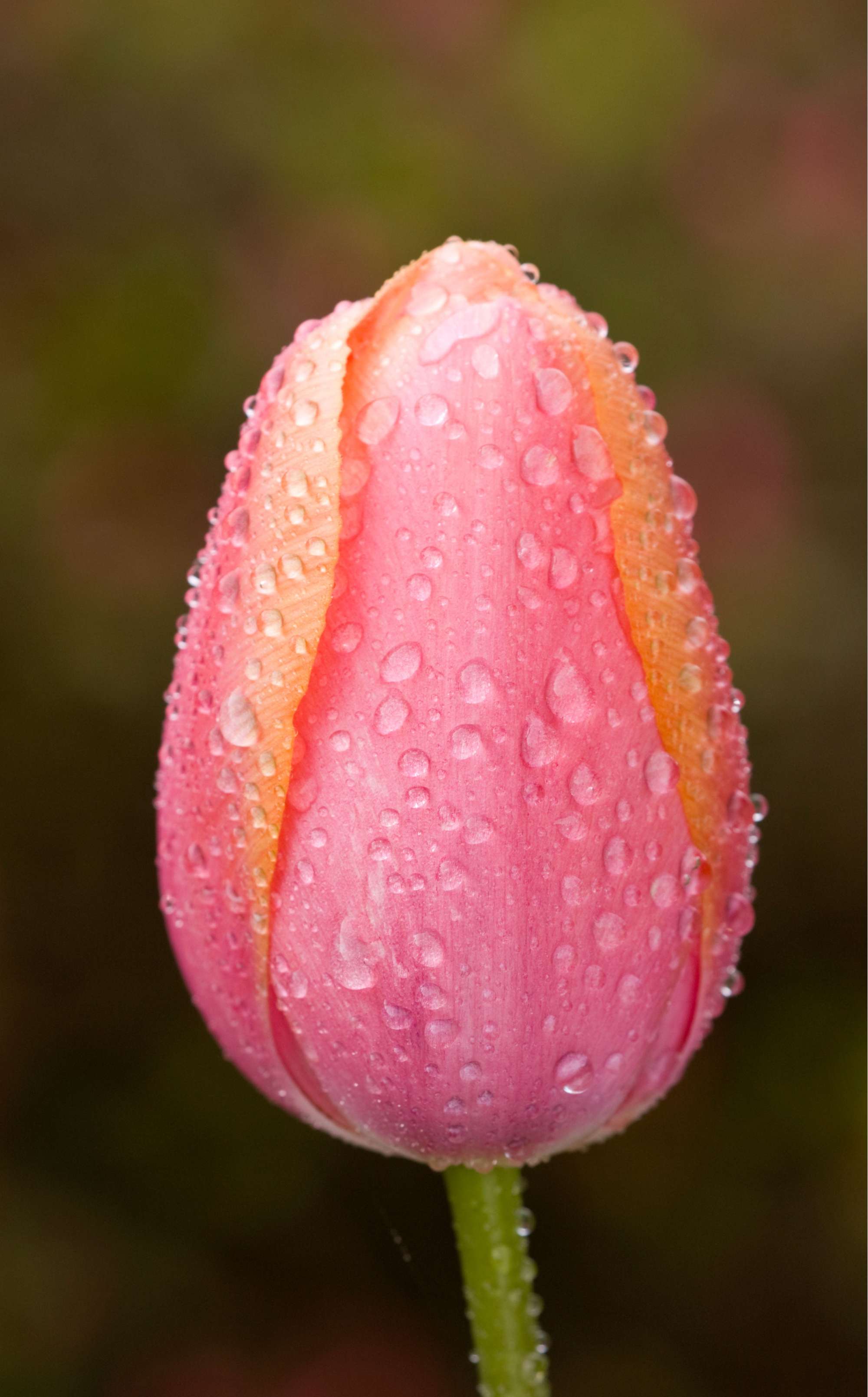 Tulpe 'Apricot Impression'